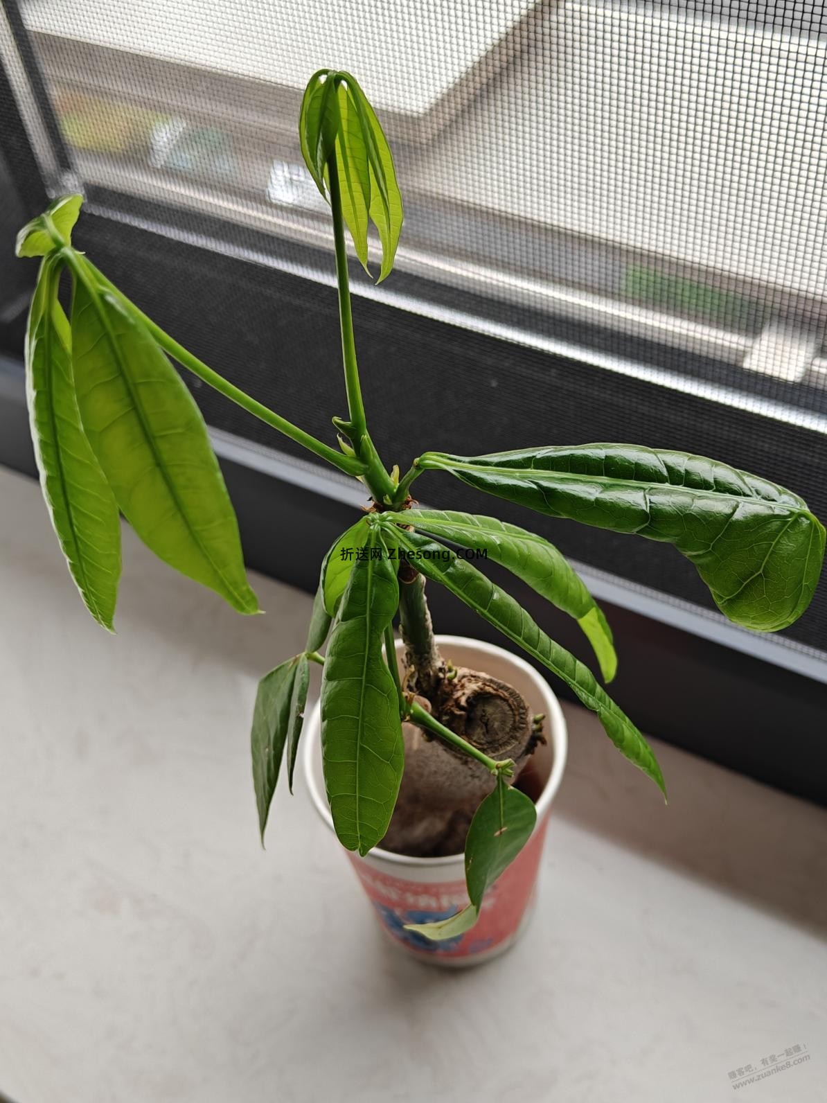 终于不再是植物杀手，ZFB免费兑换的发财树算是养活了 - 折送网