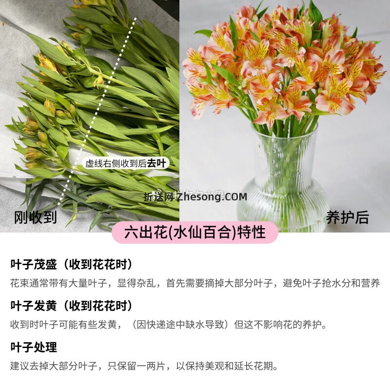 鲜切花玫瑰10枝+康乃馨10枝+水仙百合10枝 29.9元 - 折送网