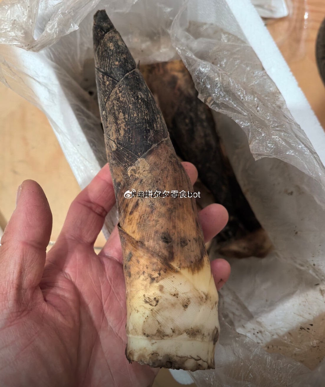 京鲜生临安天目春笋大笋3斤6-9根 16.9元 - 折送网