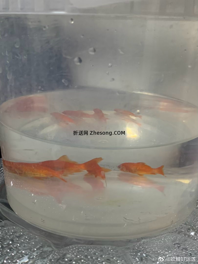 忘了哪里来的 可以自测一下 5.01-5的 - 折送网